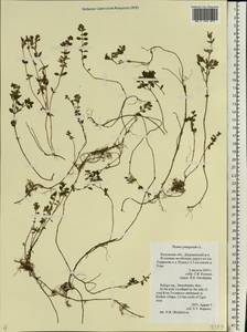 Thymus pulegioides L., Eastern Europe, Central region (E4) (Russia)