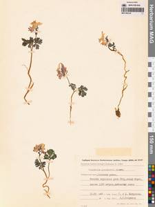 Corydalis gorodkovii Karav., Siberia, Russian Far East (S6) (Russia)