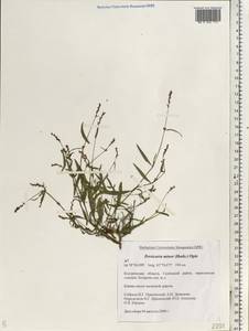 Persicaria minor (Huds.) Opiz, Eastern Europe, Central forest region (E5) (Russia)
