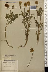 Oxytropis pilosa (L.) DC., Caucasus, Stavropol Krai, Karachay-Cherkessia & Kabardino-Balkaria (K1b) (Russia)
