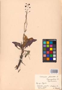 MHA 0 159 098, Verbascum phoeniceum L., Eastern Europe, Lower Volga region (E9) (Russia)