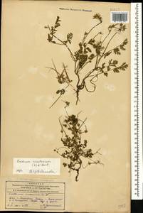 Erodium cicutarium (L.) L'Hér., Caucasus, Azerbaijan (K6) (Azerbaijan)