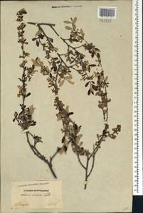 Prunus incana (Pall.) Steven, Caucasus, Armenia (K5) (Armenia)