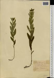 Pentanema salicinum (L.) D. Gut. Larr., Santos-Vicente, Anderb., E. Rico & M. M. Mart. Ort., Eastern Europe, North Ukrainian region (E11) (Ukraine)