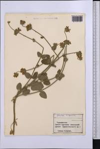Lophanthus, Middle Asia, Pamir & Pamiro-Alai (M2) (Tajikistan)