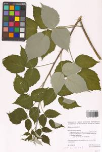 Rubus occidentalis L., Eastern Europe, Central forest-and-steppe region (E6) (Russia)