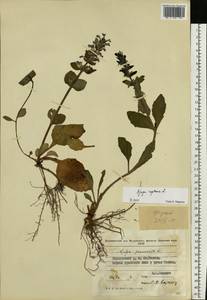 Ajuga reptans L., Eastern Europe, Moldova (E13a) (Moldova)