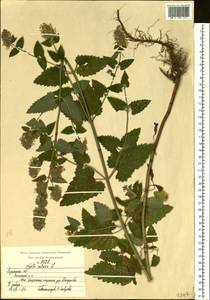 Nepeta cataria L., Eastern Europe, Central region (E4) (Russia)