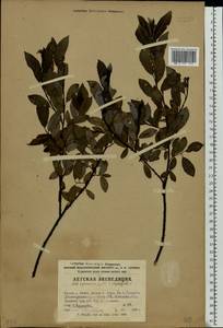 Salix myrsinifolia × phylicifolia, Eastern Europe, Volga-Kama region (E7) (Russia)