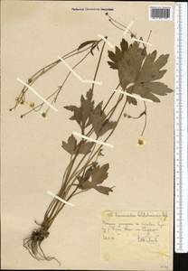 Ranunculus sericeus Banks & Sol., Middle Asia, Western Tian Shan & Karatau (M3) (Uzbekistan)