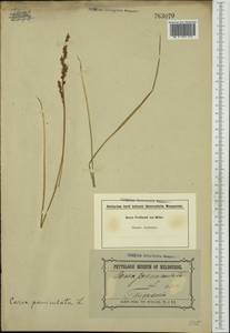 Carex paniculata L., Australia & Oceania (AUSTR) (Australia)