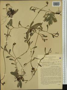 Pilosella floribunda (Wimm. & Grab.) Fr., Western Europe (EUR) (Italy)