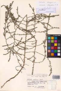 Salsola collina Pall., Eastern Europe, Moscow region (E4a) (Russia)