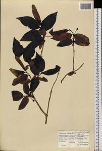 Lonicera maximowiczii var. sachalinensis F. Schmidt, Siberia, Russian Far East (S6) (Russia)