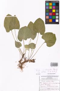 Viola ×interjecta Borbás, Eastern Europe, Moscow region (E4a) (Russia)
