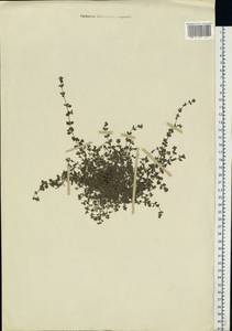 Arenaria serpyllifolia L., Eastern Europe, Moscow region (E4a) (Russia)