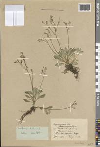 Micranthes stellaris subsp. stellaris, Eastern Europe, Northern region (E1) (Russia)