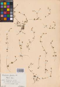 Ranunculus gmelinii DC., Eastern Europe, Eastern region (E10) (Russia)