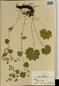 Alchemilla lindbergiana Juz., Eastern Europe, Middle Volga region (E8) (Russia)