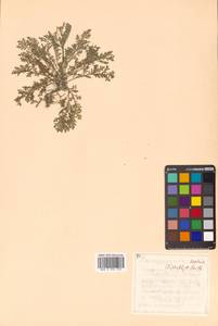 Descurainia sophia (L.) Webb ex Prantl, Siberia, Russian Far East (S6) (Russia)