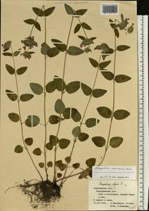 Clinopodium caucasicum Melnikov, Eastern Europe, Central forest-and-steppe region (E6) (Russia)