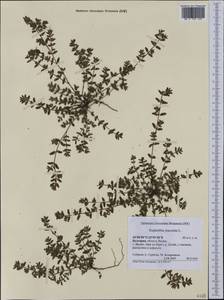 Euphorbia maculata L., Western Europe (EUR) (Bulgaria)