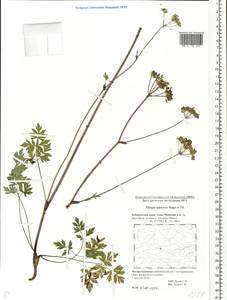 Tilingia ajanensis Regel & Tiling, Siberia, Russian Far East (S6) (Russia)