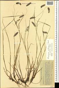 Alopecurus ponticus K.Koch, Caucasus, Stavropol Krai, Karachay-Cherkessia & Kabardino-Balkaria (K1b) (Russia)