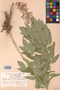 Dictamnus albus L., Eastern Europe, North Ukrainian region (E11) (Ukraine)