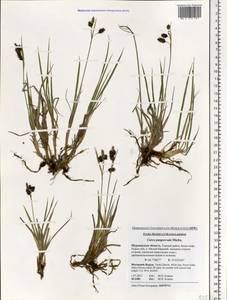 Carex magellanica subsp. irrigua (Wahlenb.) Hiitonen, Eastern Europe, Northern region (E1) (Russia)