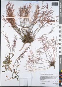 Arabidopsis lyrata subsp. petraea (L.) O'Kane & Al-Shehbaz, Siberia, Yakutia (S5) (Russia)