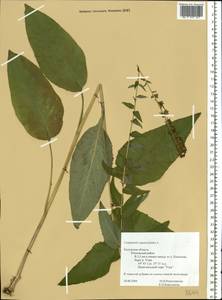 Campanula rapunculoides L., Eastern Europe, Central region (E4) (Russia)
