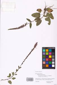 MHA 0 160 885, Veronica spicata L., Eastern Europe, Central region (E4) (Russia)