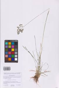 Poa pratensis L., Eastern Europe, Moscow region (E4a) (Russia)