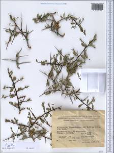 Prunus, Middle Asia, Pamir & Pamiro-Alai (M2) (Tajikistan)