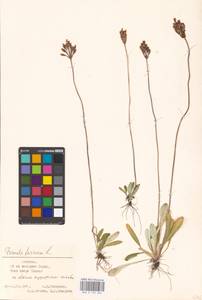 Primula farinosa L., Eastern Europe, Estonia (E2c) (Estonia)