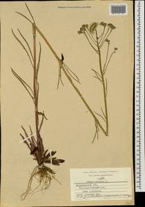 Crepis tectorum L., Eastern Europe, Central region (E4) (Russia)