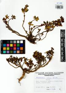 Rhododendron adamsii Rehder, Siberia, Baikal & Transbaikal region (S4) (Russia)