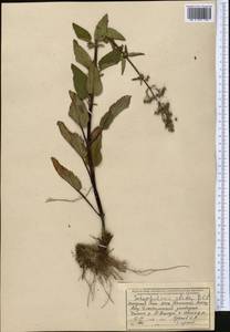 Scrophularia umbrosa Dumort., Middle Asia, Western Tian Shan & Karatau (M3) (Kazakhstan)