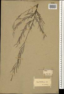 Salix wilhelmsiana M. Bieb., Caucasus, Georgia (K4) (Georgia)