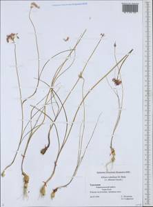 Allium rubellum M.Bieb., Middle Asia, Kopet Dag, Badkhyz, Small & Great Balkhan (M1) (Turkmenistan)