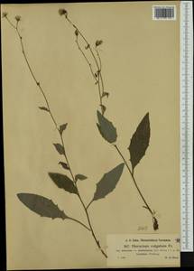 Hieracium lachenalii subsp. deductum (Sudre) Greuter, Western Europe (EUR) (Austria)