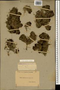 Ajuga chamaepitys subsp. chia (Schreb.) Arcang., Caucasus, Dagestan (K2) (Russia)