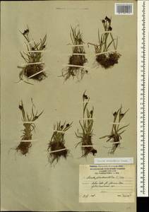 Luzula stenophylla Steud., Caucasus, South Ossetia (K4b) (South Ossetia)