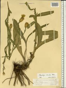 Centaurea glastifolia subsp. intermedia (Boiss.) L. Martins, Eastern Europe, Lower Volga region (E9) (Russia)
