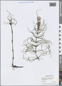 Equisetum arvense L., Eastern Europe, North-Western region (E2) (Russia)