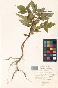 Ailanthus altissima (Miller) Swingle, Eastern Europe, Moscow region (E4a) (Russia)