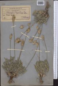 Astragalus stenanthus Bunge, Middle Asia, Western Tian Shan & Karatau (M3) (Kazakhstan)