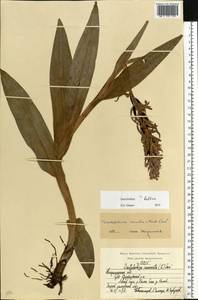 Dactylorhiza majalis subsp. baltica (Klinge) H.Sund., Eastern Europe, Central region (E4) (Russia)