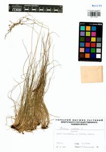 Festuca rubra L., Siberia, Baikal & Transbaikal region (S4) (Russia)